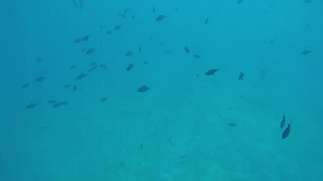 poissons bleu - bora bora