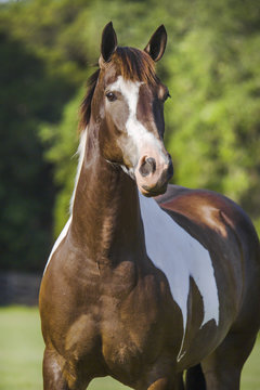 Pinto horse colt portrait