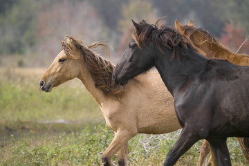 Herd of Spanish Mustang mares run in open meadow.