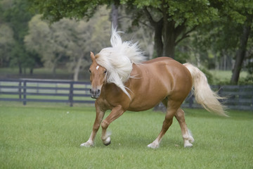 Obraz premium Haflinger mare plays in paddock