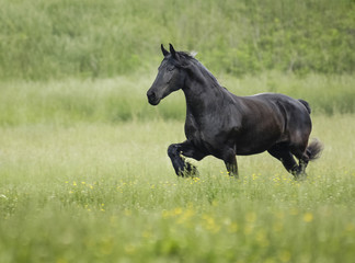 Friesian Horse mare runs in meadow
