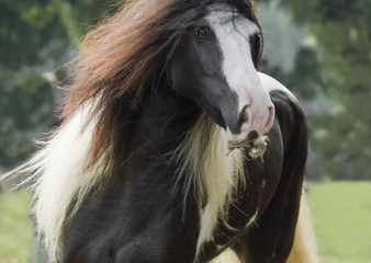  Gypsy Vanner Horse mare running in paddock