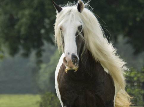  Gypsy Vanner Horse mare running in paddock