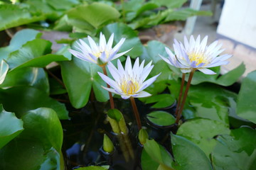 white lotus