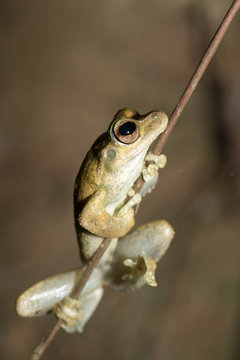 Northern laughing tree frog (Roth's tree frog) (Litoria rothii), Wet Tropics rainforest frog. Queensland