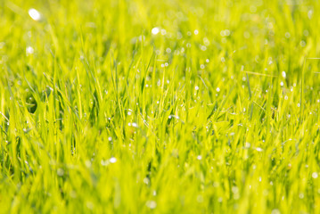 Lush green grass under the summer sun