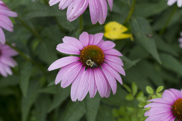 Obraz premium Pink Echinacea Flower with a Bumble Bee on it
