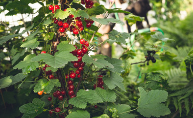 Ягоды красной смородины в саду