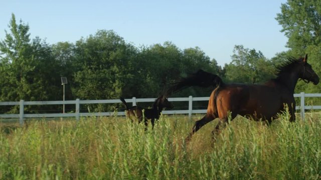 SLOW MOTION: Cute colt and loving mare running fast in tall grass on sunny day