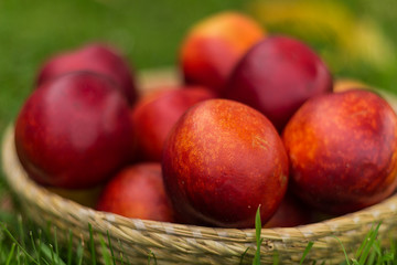 Fresh juicy peaches in wicker basket on green grass