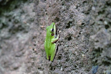 green frog in rainforest