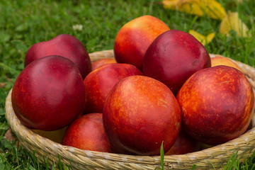 Fresh juicy peaches in wicker basket on green grass