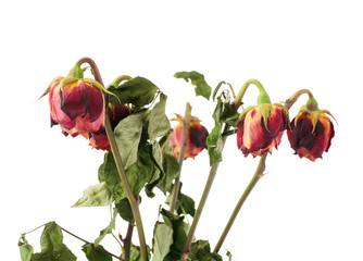 Dried roses over the white isolated background