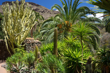 The diversity of the flora of Gran Canaria