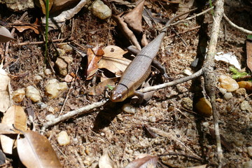 lizard rainforest