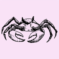 Crab, doodle style sketch illustration hand drawn vector