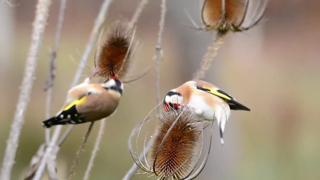 European goldfinch perched on a thistles eating