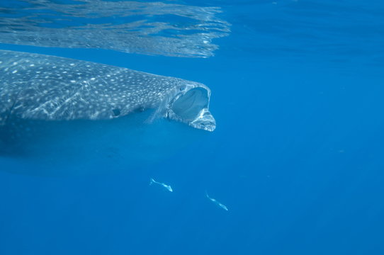 Whale shark (Rhincodon typus) feeding at the surface on zooplankton, mouth open, known as ram feeding, Yum Balam Marine Protected Area, Quintana Roo, Mexico
