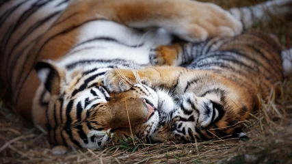 Photo sur Aluminium Tigre tigresse avec ourson. mère tigre et son petit