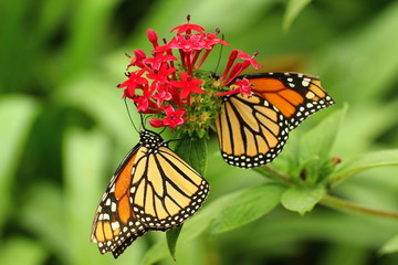 Monarchs on flower