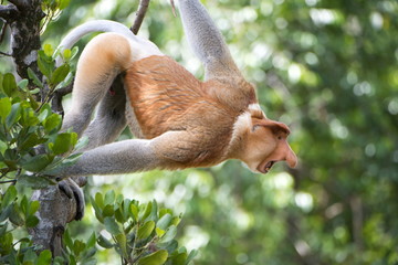 Dominant male proboscis monkey (Nasalis larvatus) in aggressive display to other males, Labuk Bay Proboscis Monkey Sanctuary, Sabah, Borneo, Malaysia