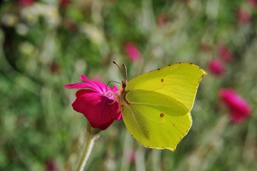 Zitronenfalter (Gonepteryx rhamni) saugt Nektar auf magentafarbener Blüte mit haarigem Stängel