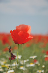 papaveri rossi