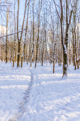 Winter in the city park