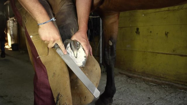 CLOSE UP: Blacksmith farrier leveling off unleveled areas of horse's hoof