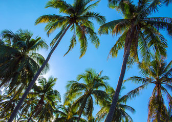 Fototapeta na wymiar Blue sky view with coco palm trees. Romantic image of palm tree leaves