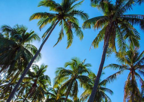Blue sky view with coco palm trees. Romantic image of palm tree leaves