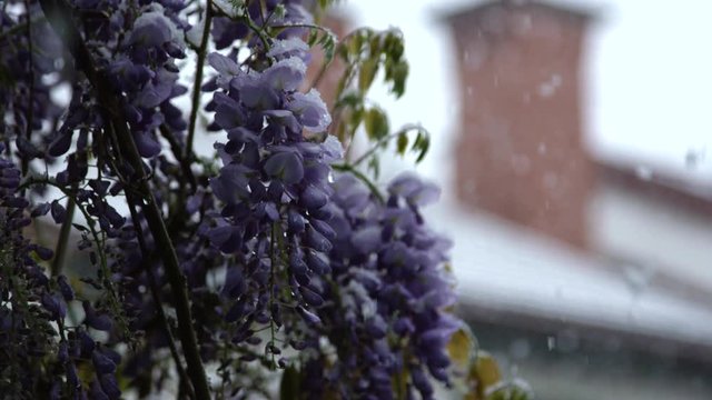 DOF breathtaking flowering bush covered with snow in extreme spring weather