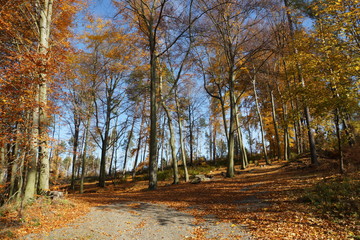 Herbst im Elbsandsteingebirge