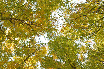 Fototapeta premium Blätterdach im Herbst