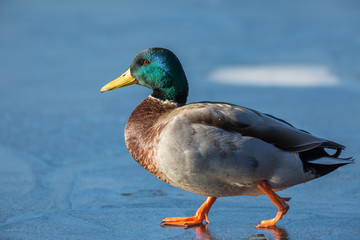 Canard colvert