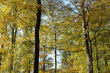 Fototapeta premium Buchen im Herbst