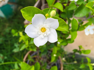 White flower
