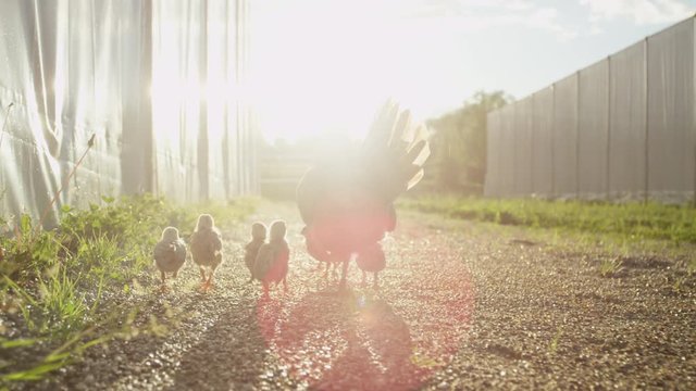 CLOSE UP: Sweet Baby Chickens On Footpath Following Mother's Steps 