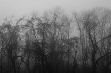 Trees in the Mist