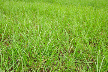 Obraz premium Young sugar cane plants