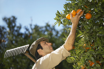 Closeup of middle age farmer harvesting oranges in farm