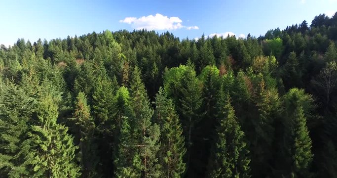 Aerial view. Tops tall fir trees on mountainside