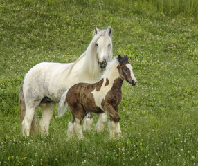Obraz na płótnie Canvas Gypsy Vanner Horse Horse mare and foal in tall grass meadow