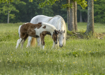 Gypsy Vanner Horse Horse mare and foal in tall grass meadow