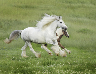 Gypsy Vanner Horse Horse mare and foal run across tall grass meadow