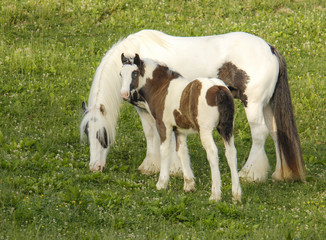 Obraz premium Gypsy Vanner Horse Horse mare and foal in tall grass meadow