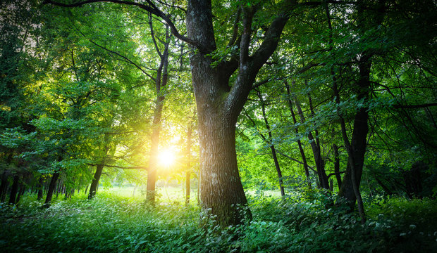 Sunlit tree forest © Tryfonov