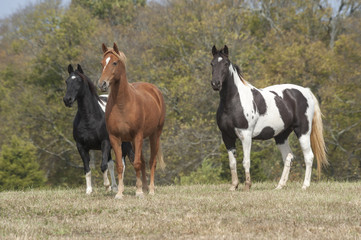 Obraz na płótnie Canvas tennessee walking horses in pasture