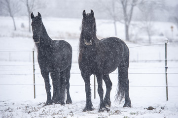 Fototapeta premium Friesian Horses in snow