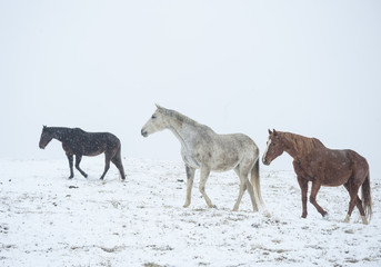 Quarter Horses in snow